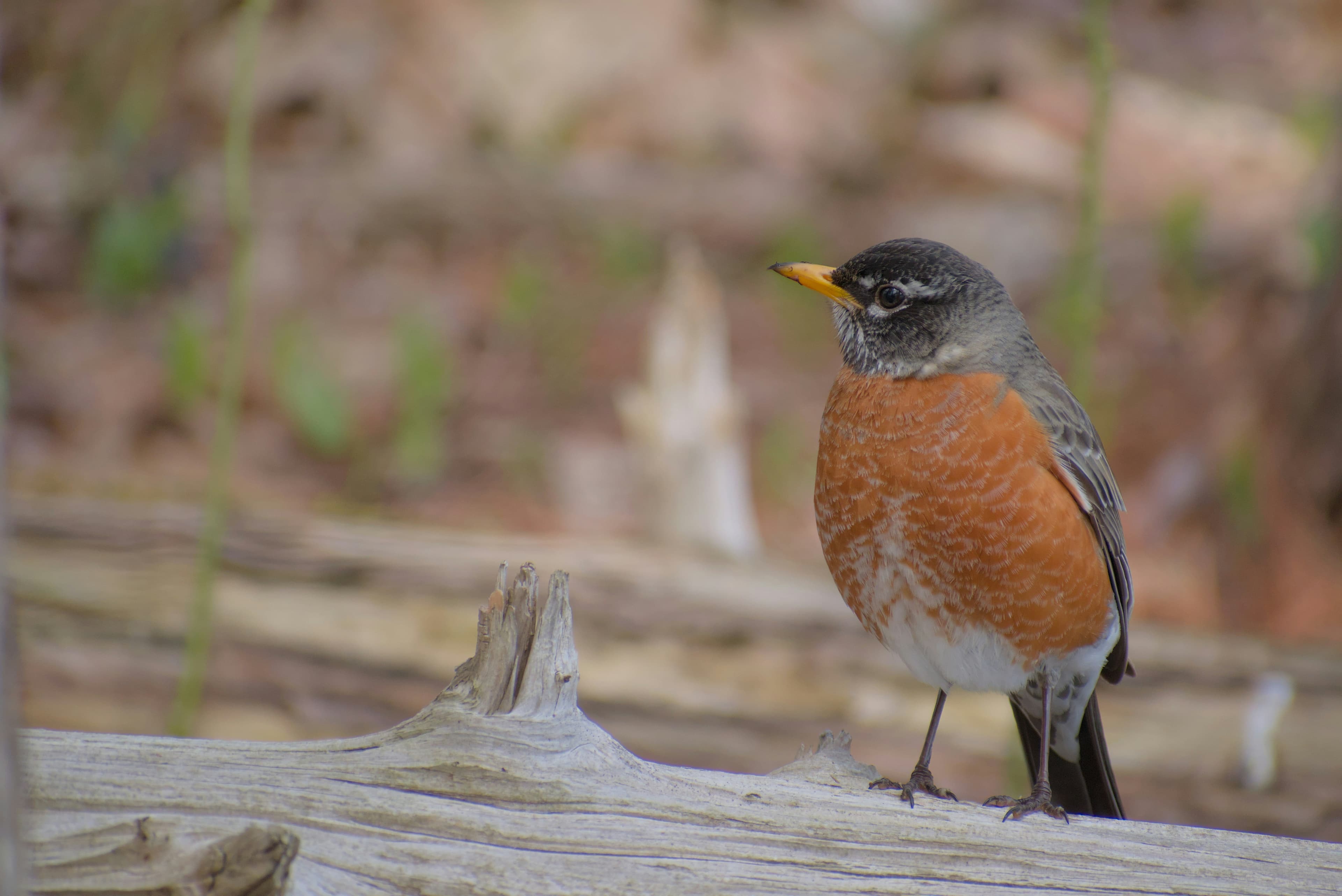 What to Listen For on Earth Day: 7 Backyard Birds You'll Hear This Spring