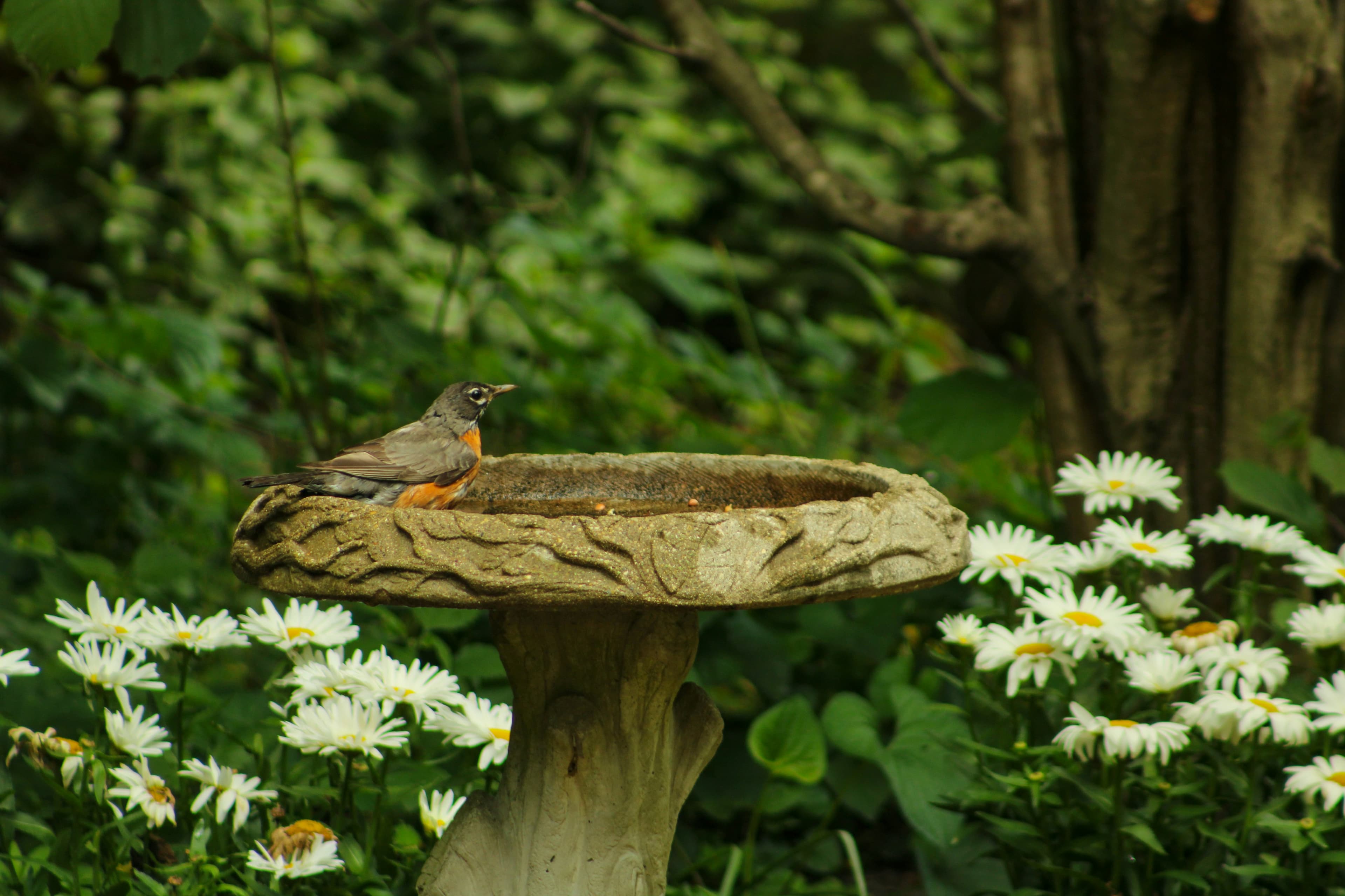 Building a Bird-Friendly Garden: Plants That Attract Songbirds