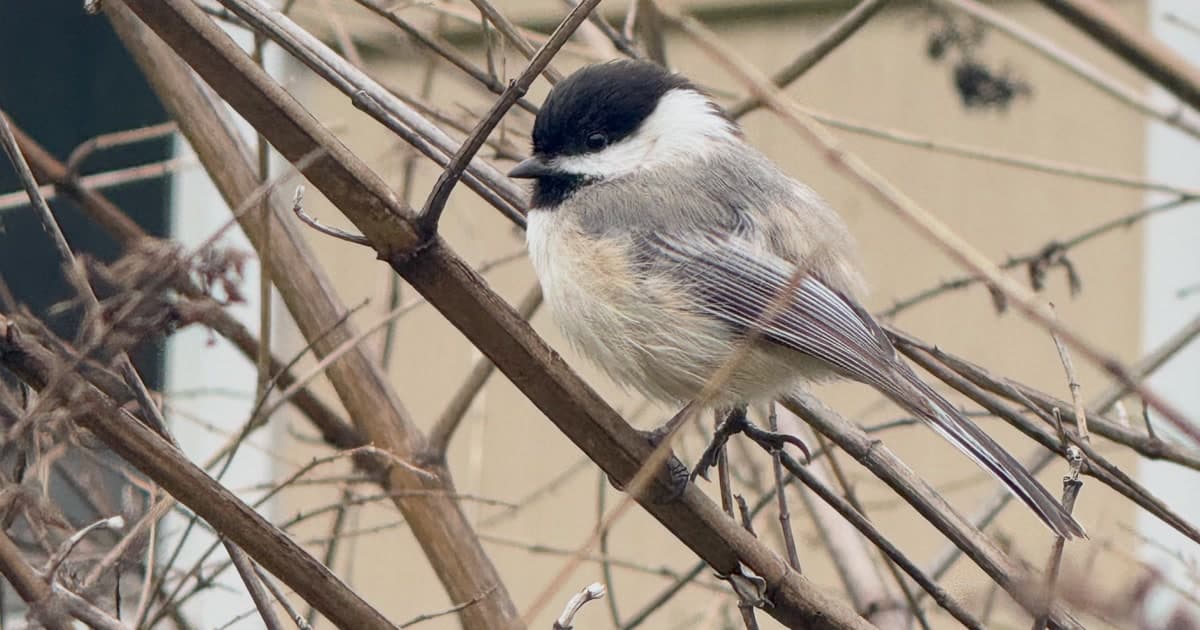 What Bird Sounds Like a Whistle? 7 Backyard Birds to Know