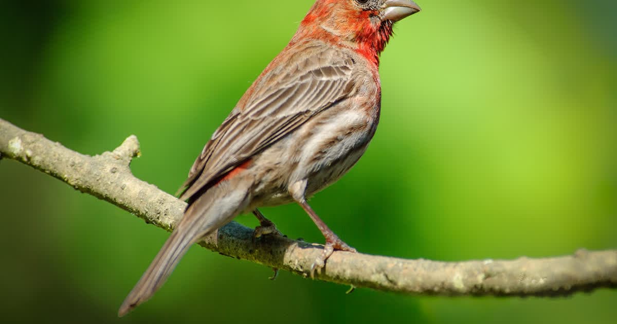 Bird Watching Games for Kids: 9 Ways to Turn a Walk Into a Game