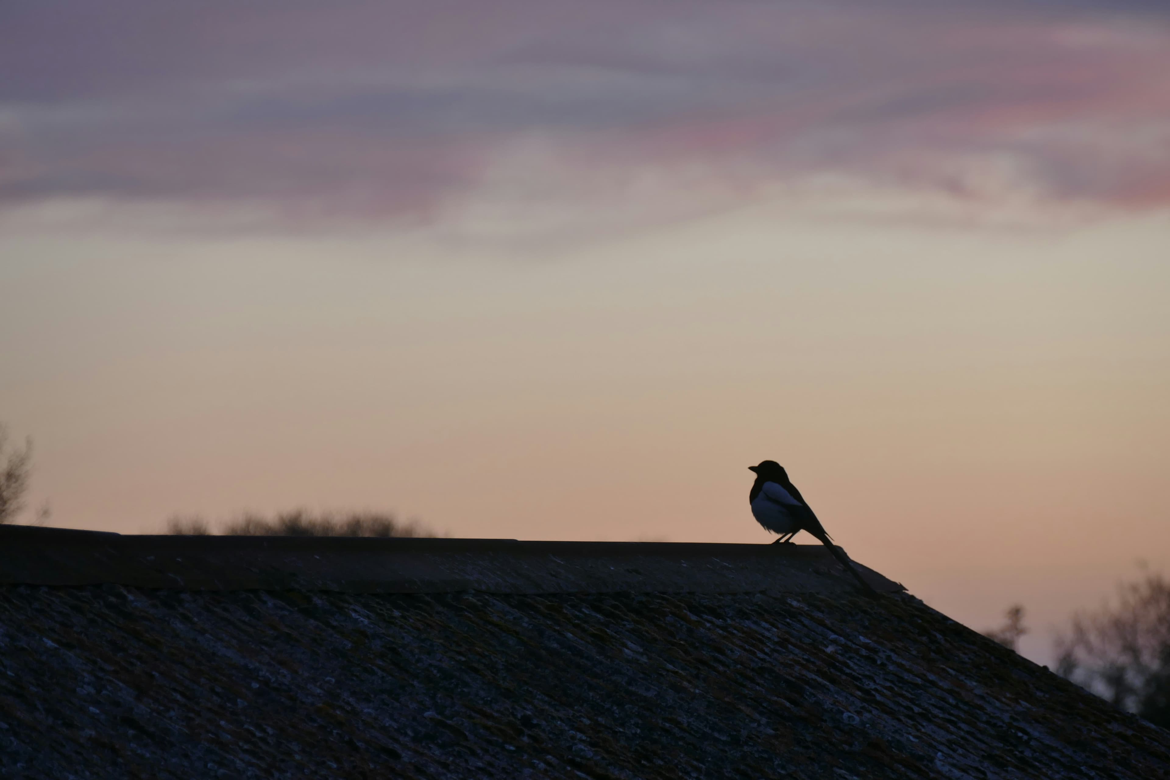 Why Do Birds Sing at Dawn?