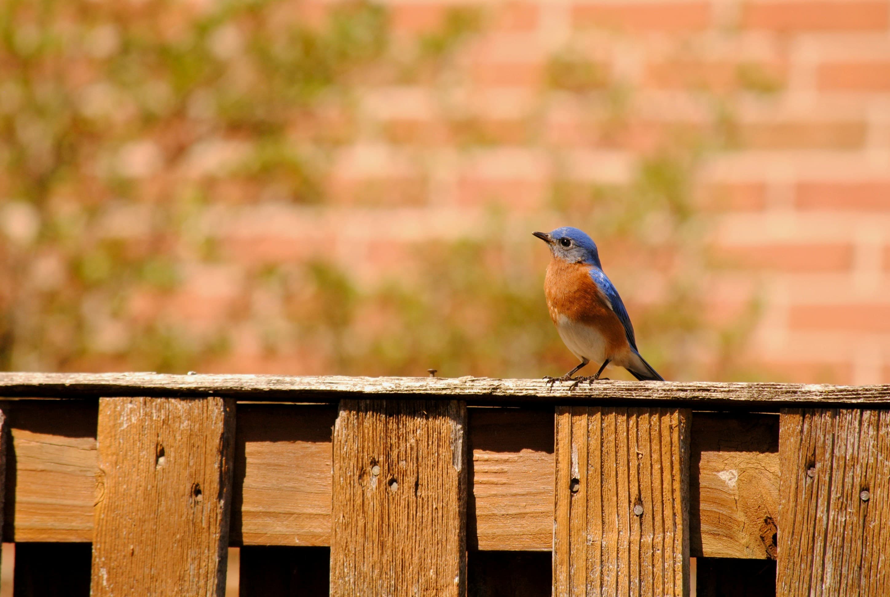 Learn 10 Backyard Bird Sounds for GBBC 2026