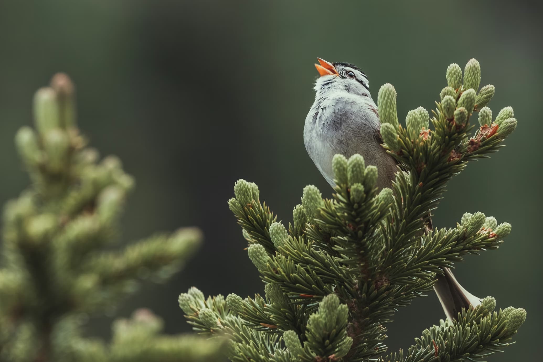 How to Learn Bird Songs by Ear: A Gentle Two-Week Method