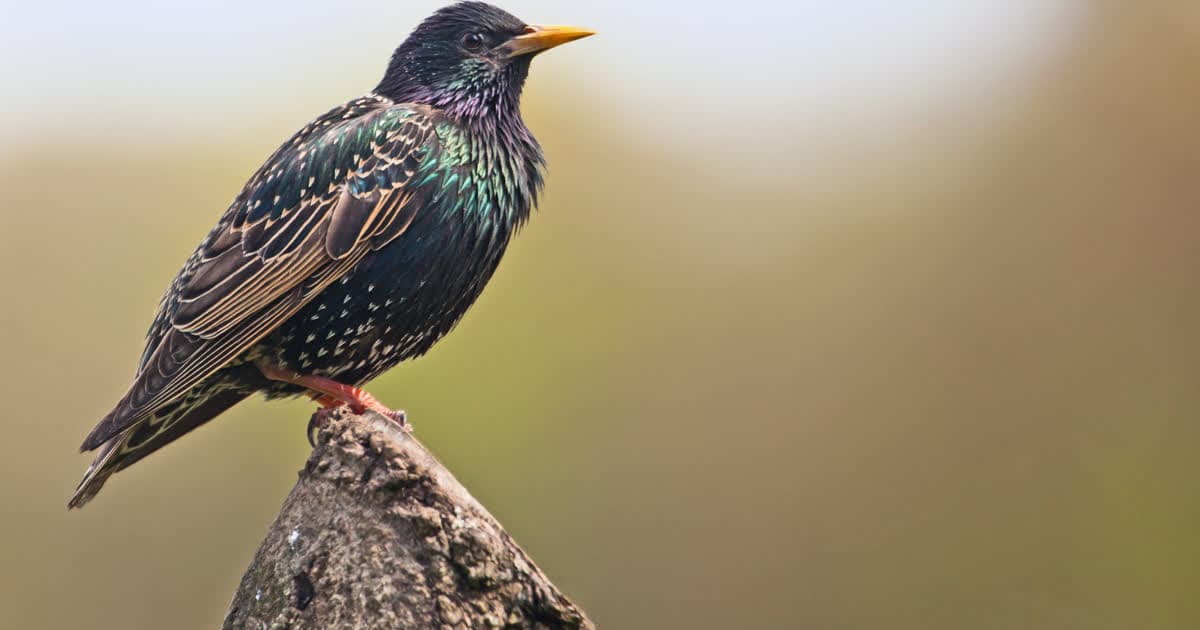 Screen-Free Camp Activities: How to Run a Bird Game Your Whole Group Will Love