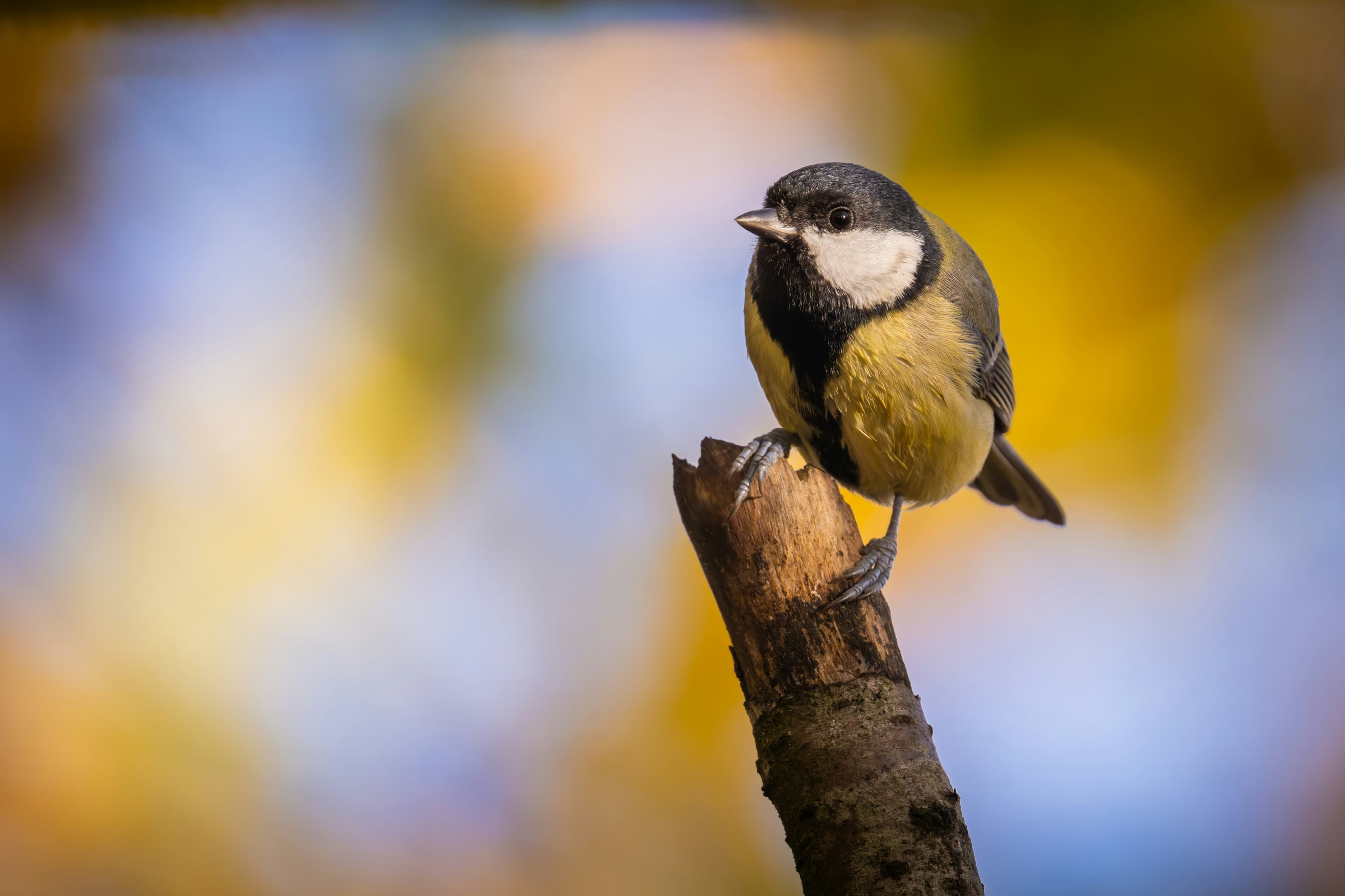 What Bird Sounds Like a Squeaky Toy in the UK?